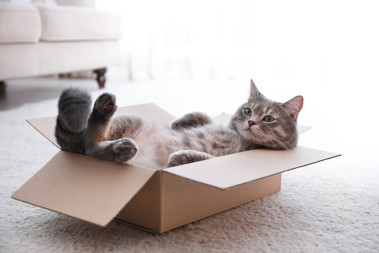 5 raisons pour lesquelles votre chat aime tant les cartons
