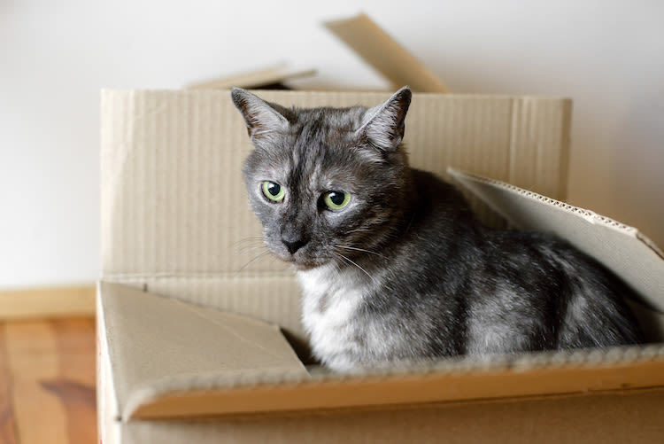 5 conseils pour bien déménager avec votre chat