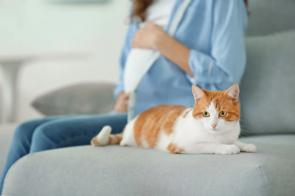 chat_et_femme_enceinte_toxoplasmose