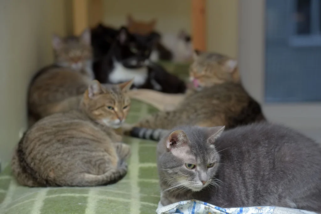 chats_en_refuge_vaccination