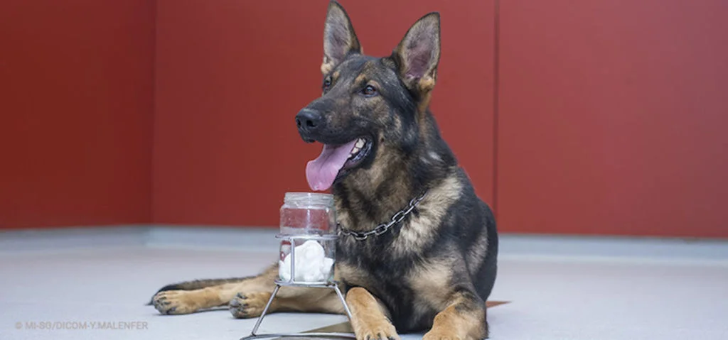 chien-et-odorologieMI-SG Dicom-Y-Malenfer