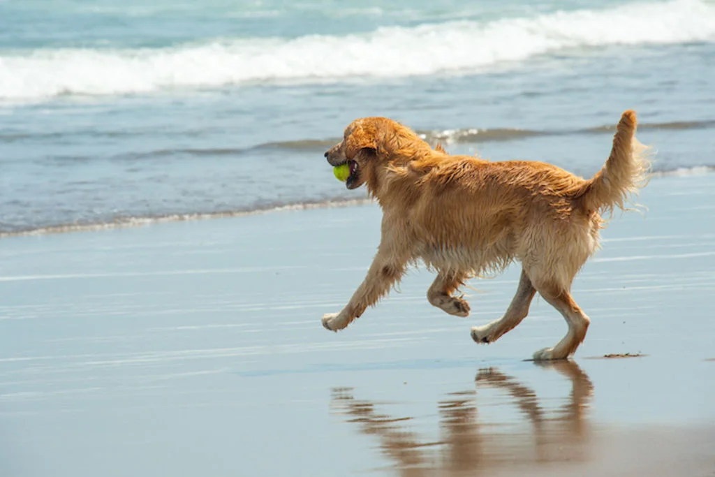chien_a_la_plage