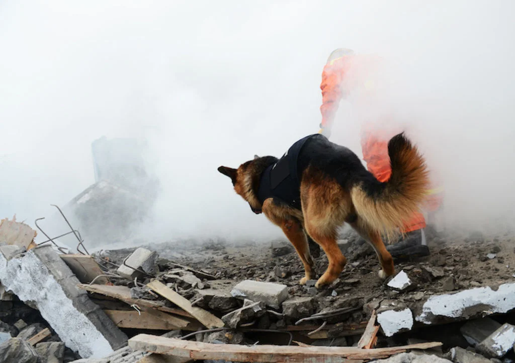 chien_de_décombres