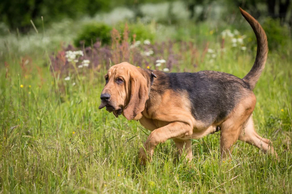 chien_de_saint_hubert_Bloodhound