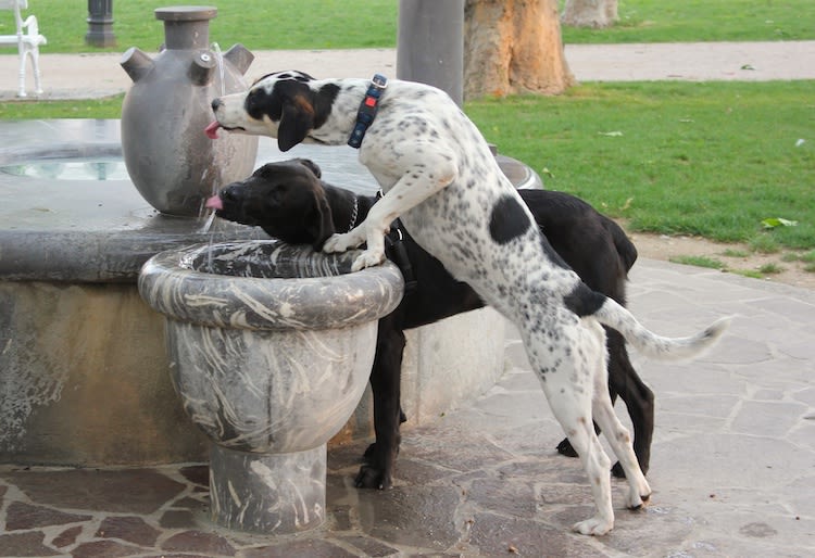 Canicule : 5 conseils pour protéger votre chien ou chat