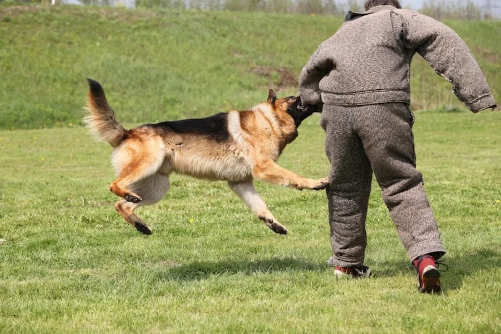 chien_mordant_sportif