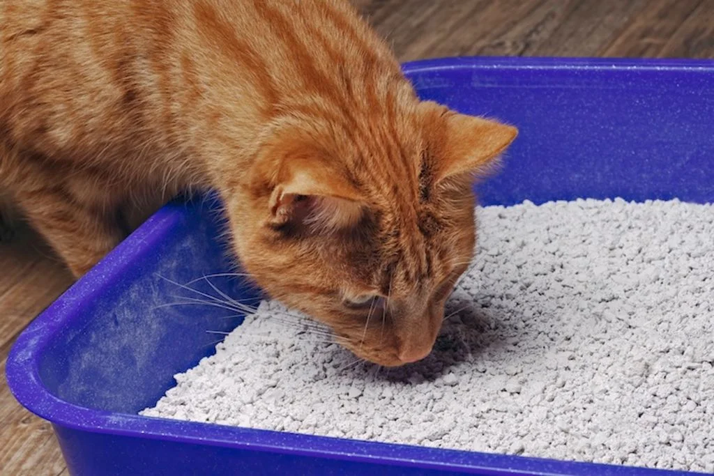 choisir_la_place_de_la_litiere_pour_chat