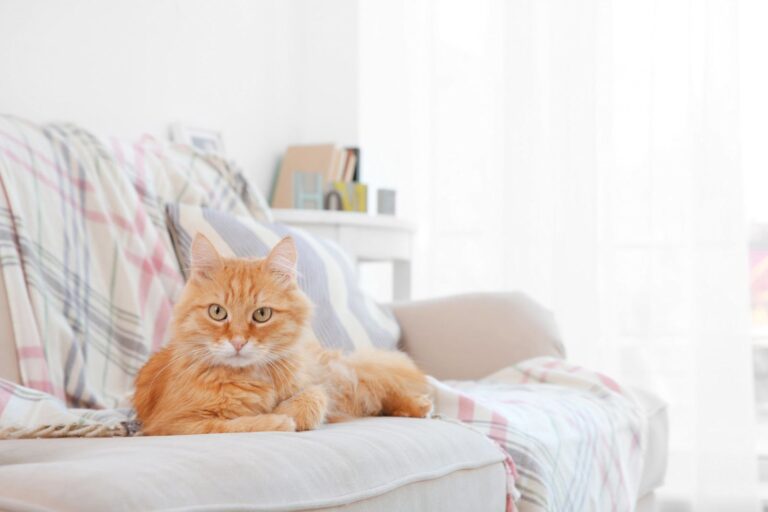 Comment éliminer l&rsquo;odeur de pipi de chat dans une pièce ?