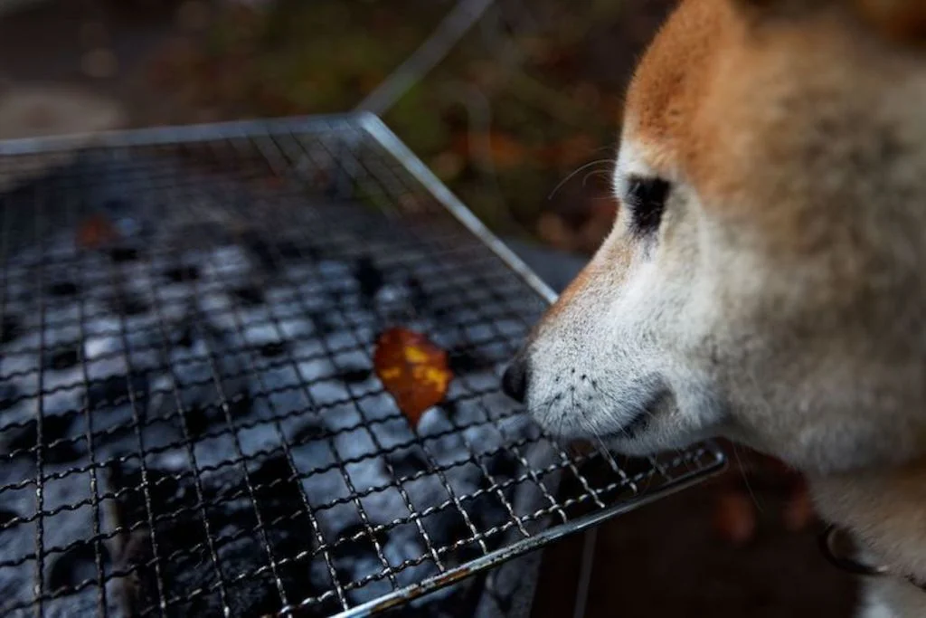 danger_barbecue_chien