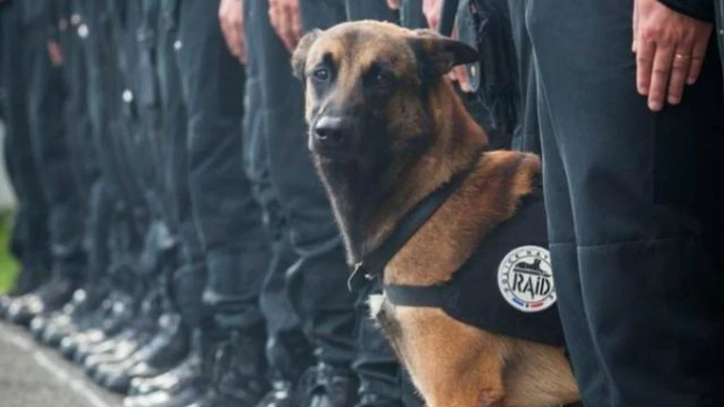 diesel_chien_malinois_hommage