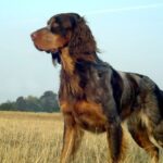 Race de chien : Epagneul picard