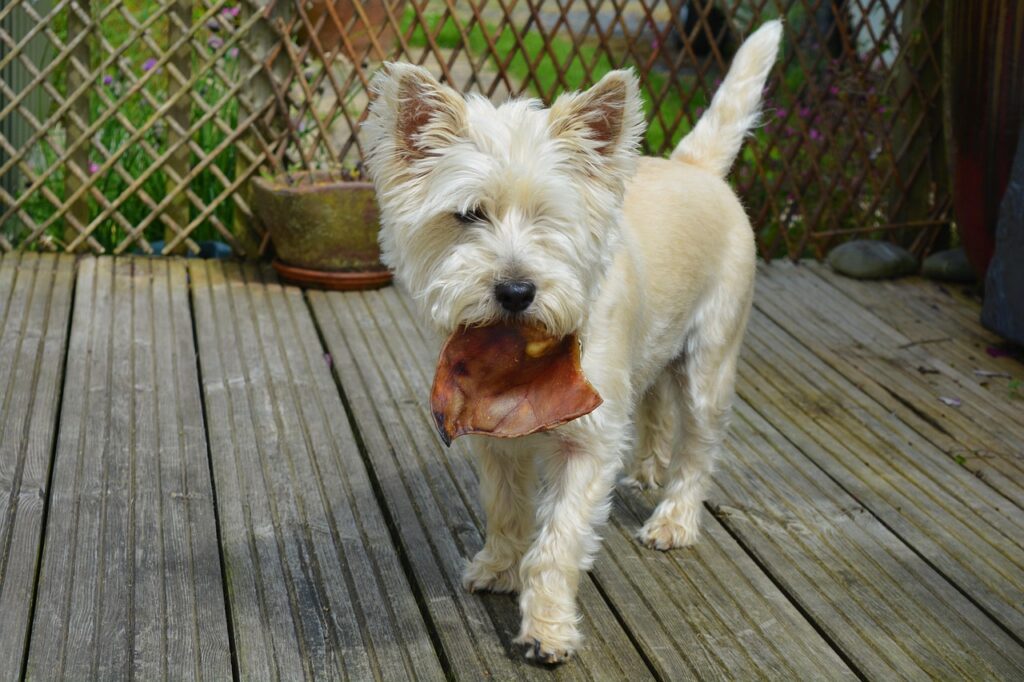 aliment toxique pour chiens