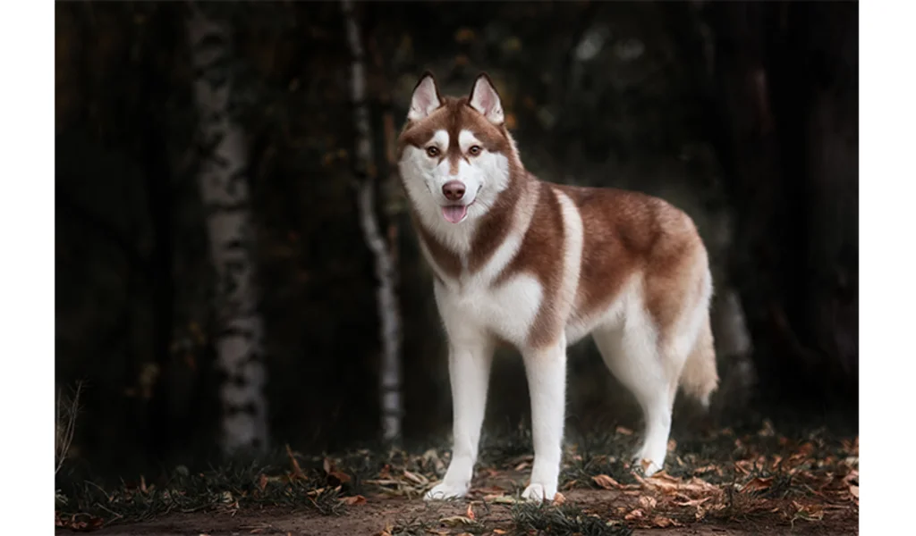 husky_sibérien_race_primitive