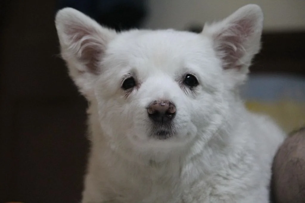 japanese spitz