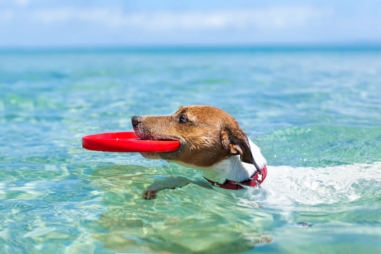 Baignade : 5 astuces pour en profiter avec votre chien
