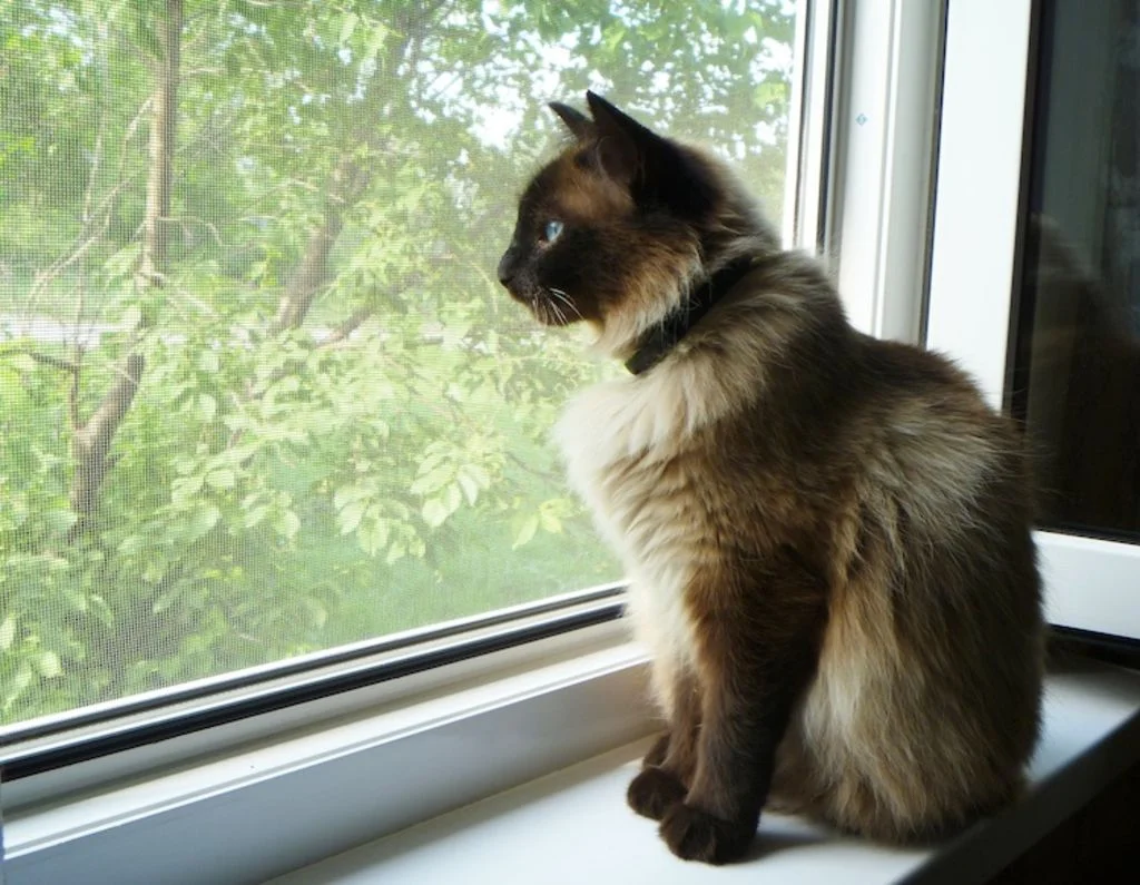 laisser_sortir_son_chat_dehors