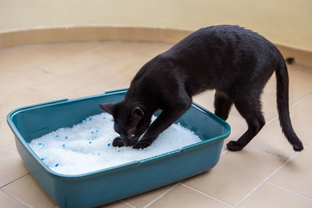 litiere_pour_chat