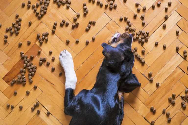 Que faire si je n’ai plus de croquettes pour mon chien ?