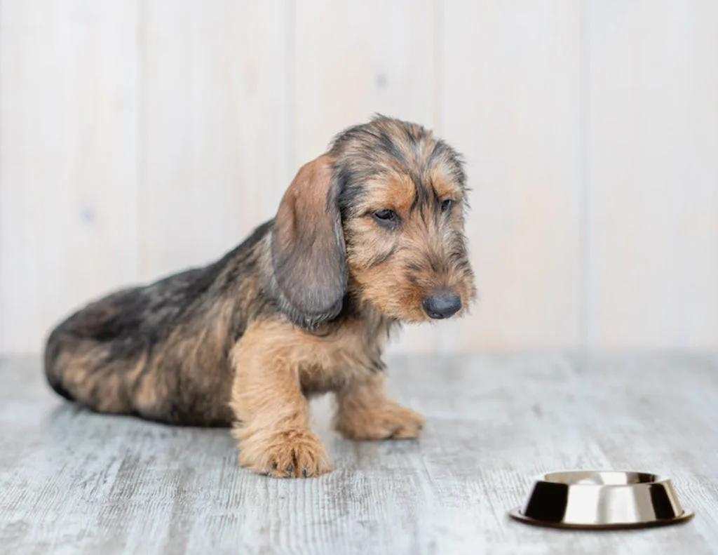 mon_chien_ne_boit_pas