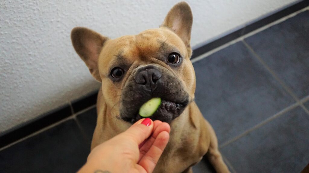 Chien qui mange