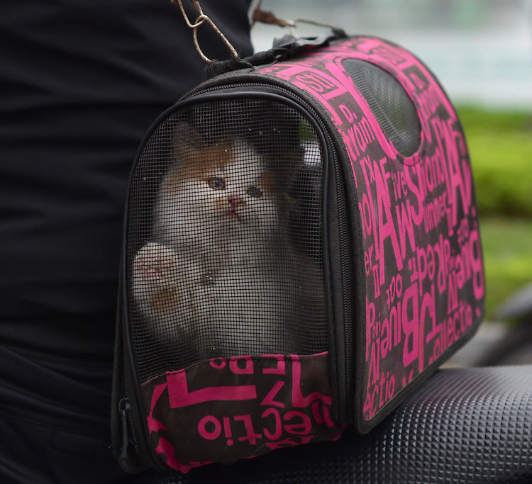 Comment voyager en toute tranquillité avec mon chat ?