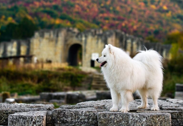 Quelles sont les races de chiens primitifs ?