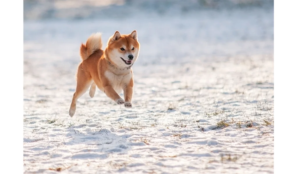 shiba_inu_race_primitive