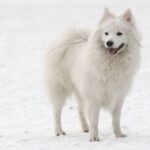 Race de chien : Spitz japonais