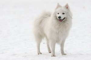 Spitz japonais (Nihon supittsu)