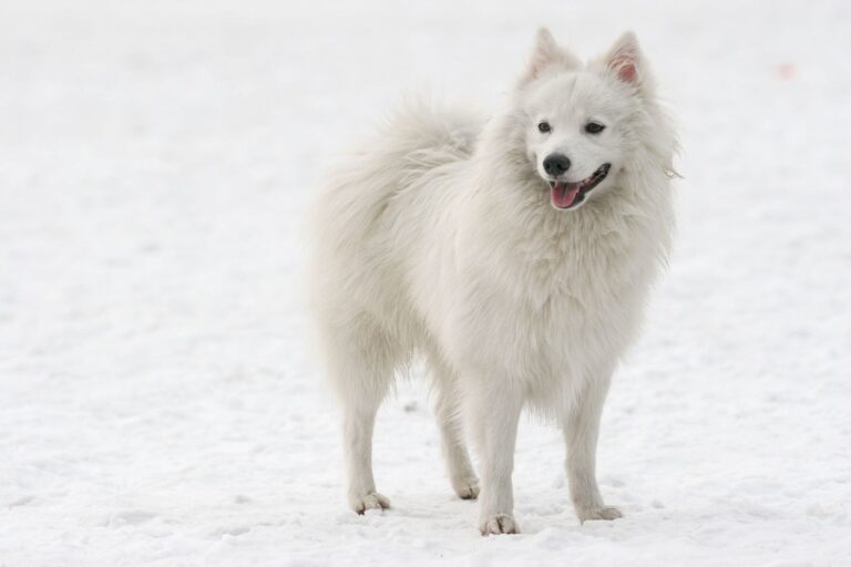 Spitz japonais (Nihon supittsu)