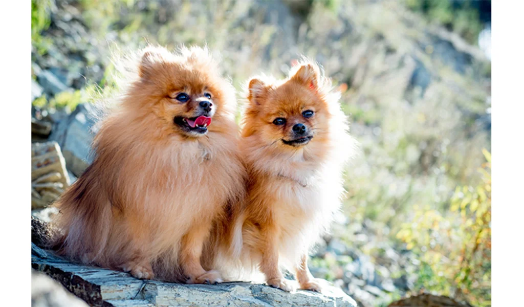 spitz_race_primitive.jpg