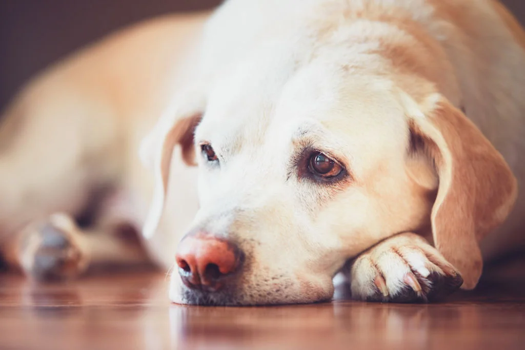 symptomes_ temperature_chez_le_chien