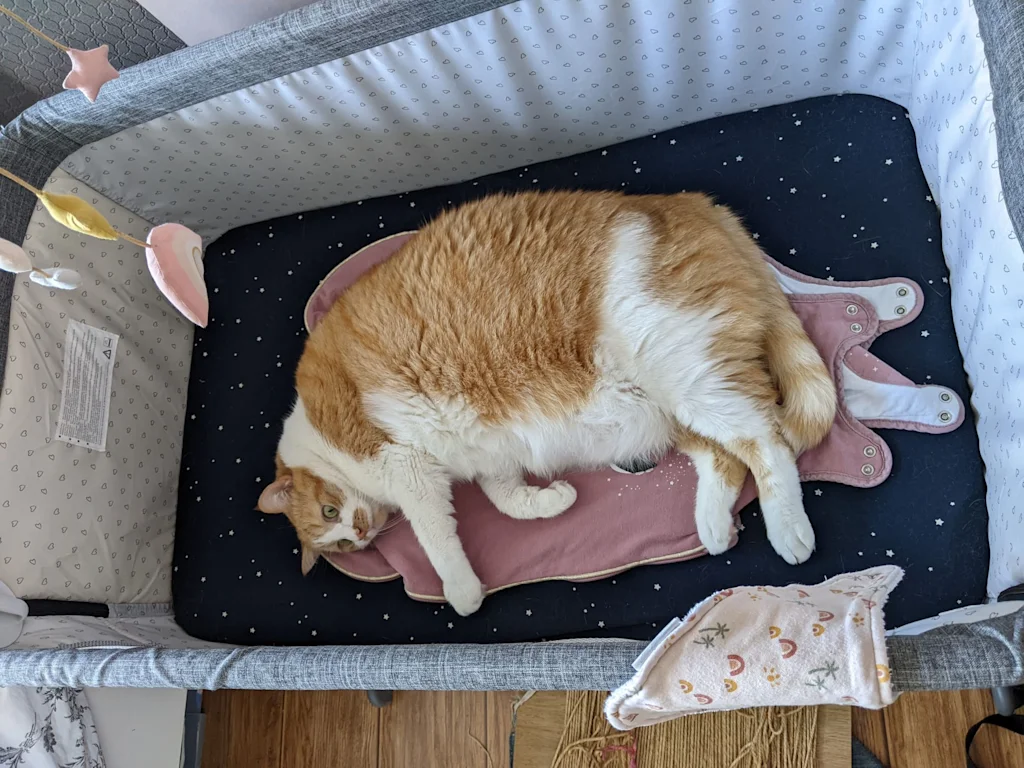 chat obese surpoids