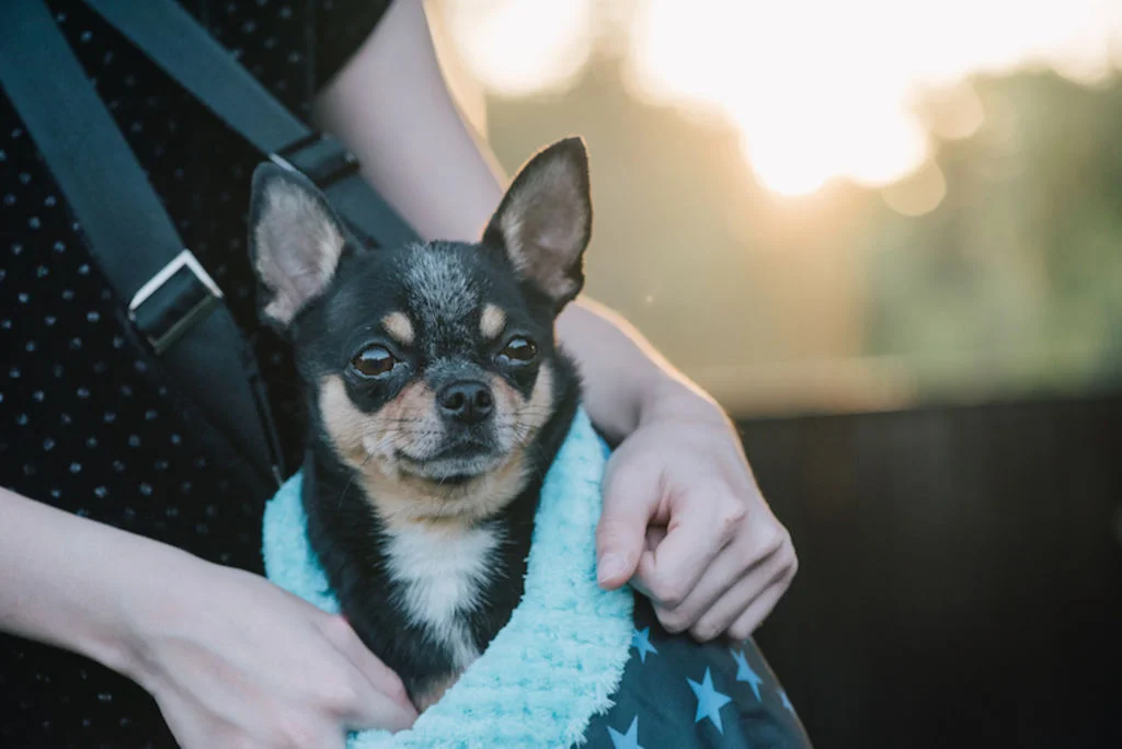 voyager_avec_son_chien