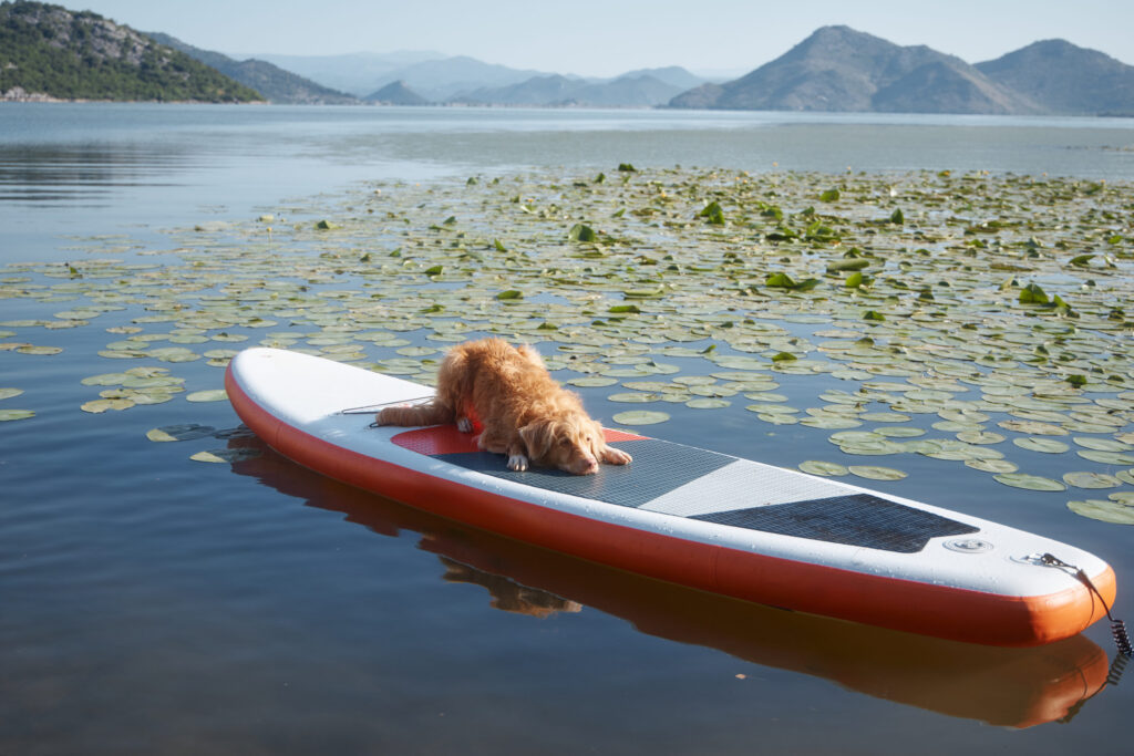 chien sur paddle
