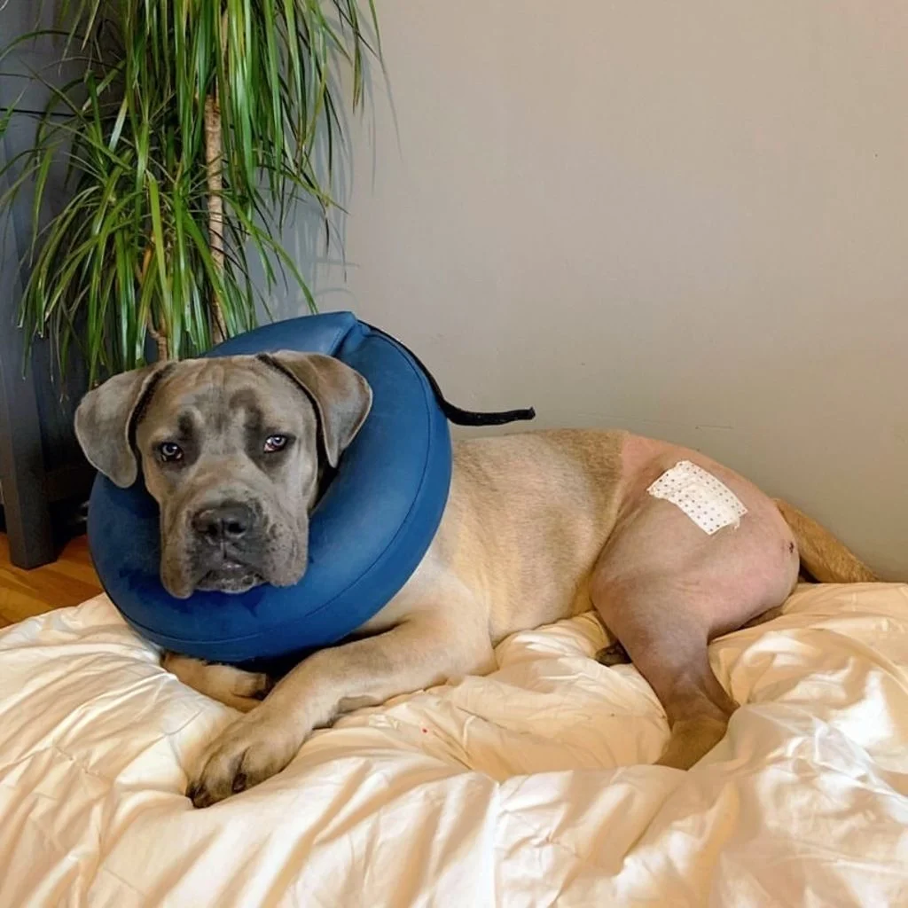 Rambo_cane_corso_collerette_gonflable_pour_chien-3