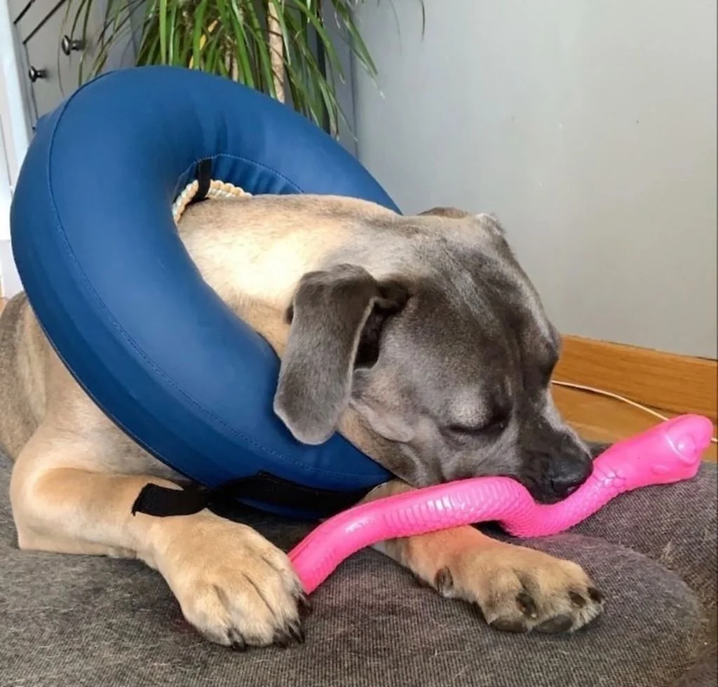 Rambo_cane_corso_collerette_gonflable_pour_chien