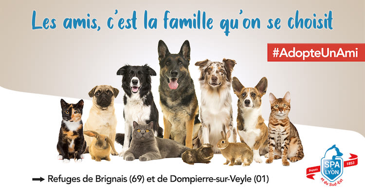 Adoption: la SPA de Lyon et du Sud-Est relance sa campagne