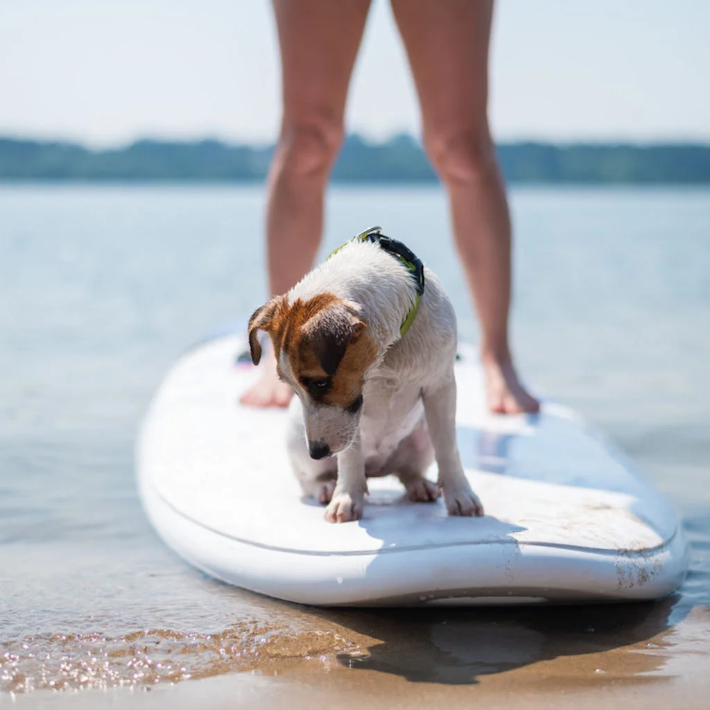 cani_paddle_3