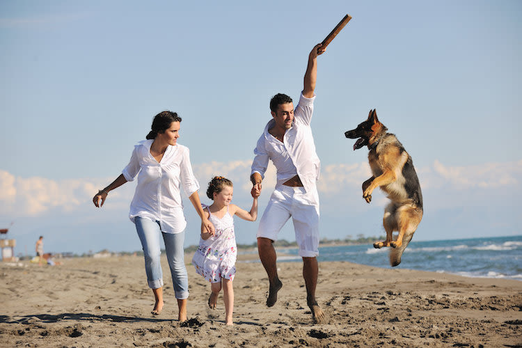Un guide pratique pour bien prendre soin de votre animal