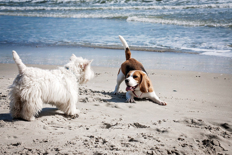 Quelles sont les plages où les chiens sont autorisés ?