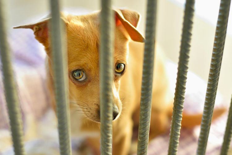 Une tribune pour la stérilisation des chiens et chats