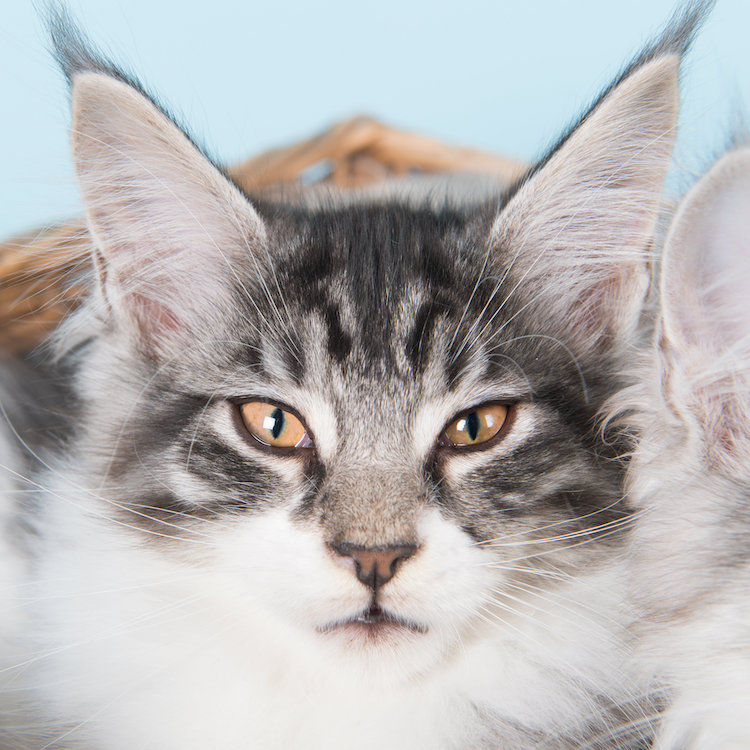 Maine Coon : le chat le plus recherché sur Google.fr
