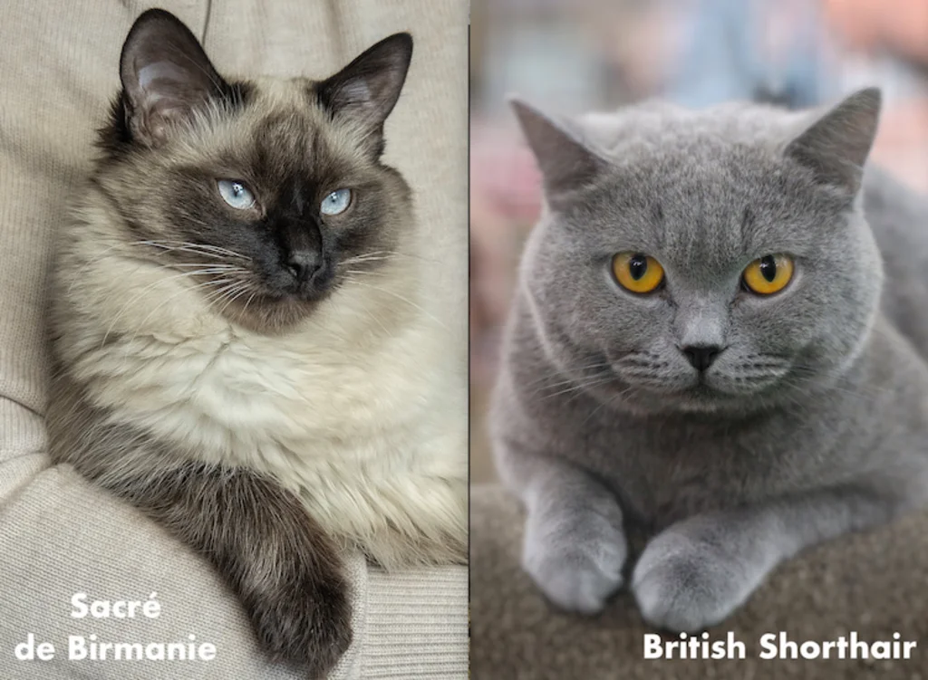 chat_sacre_de_Birmanie_British_Shorthair_Semrush_Google.fr