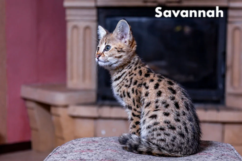 chat_savannah_Semrush_Google.fr