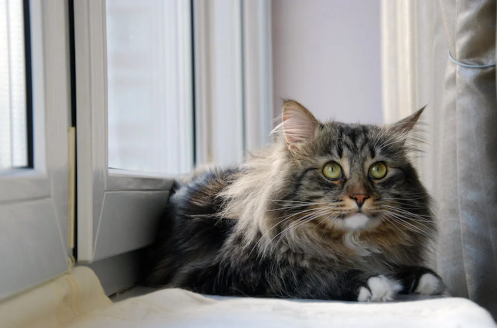 chat_souffrance_douleurs