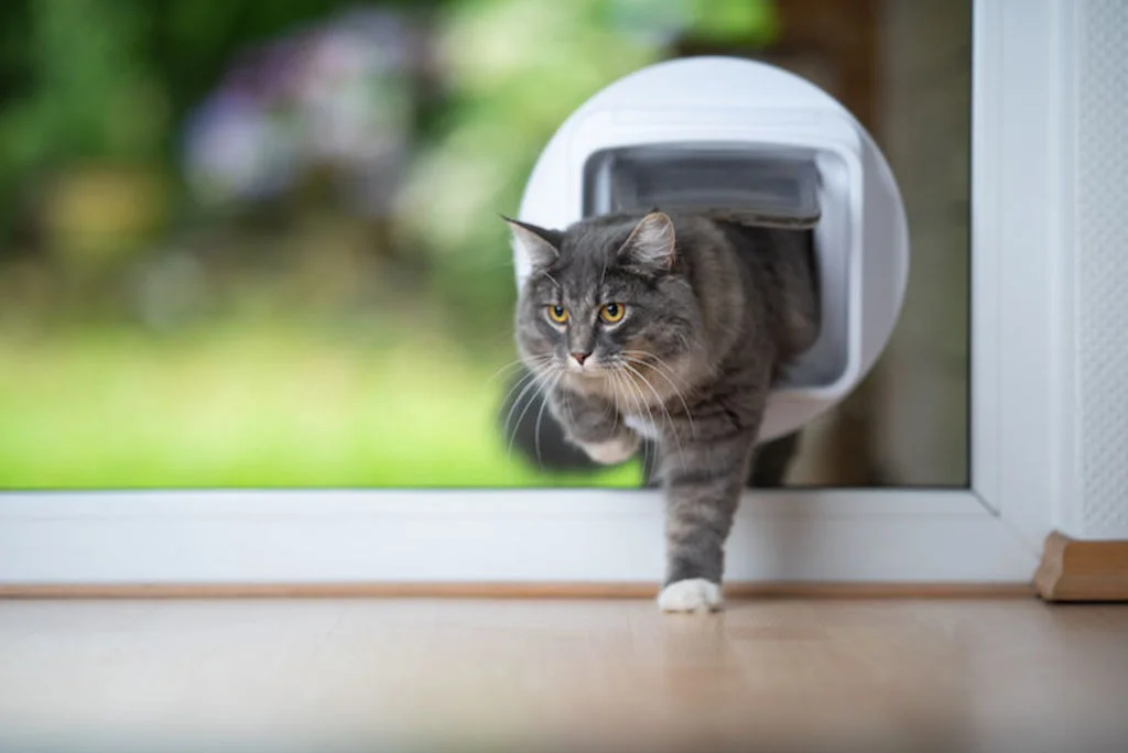 chatiere_connectee_chat