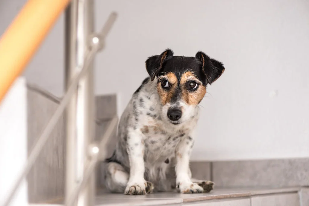 chien_arthrose_escaliers