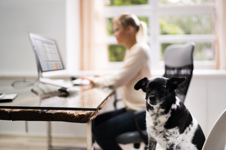 Télétravail avec un chien : comment être au calme ?