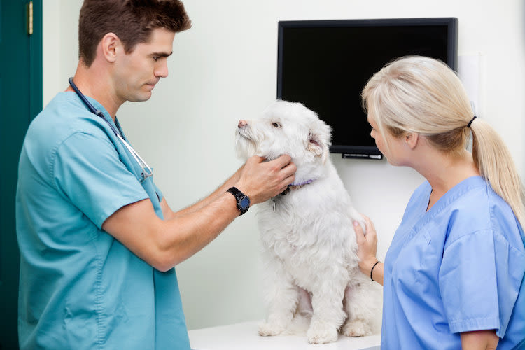 Nouvelle formation : Gestionnaire de clinique vétérinaire